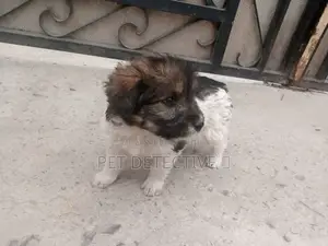 Photo - 1-3 months Male Purebred Maltese