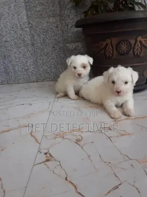 Photo - 1-3 months Male Purebred Maltese