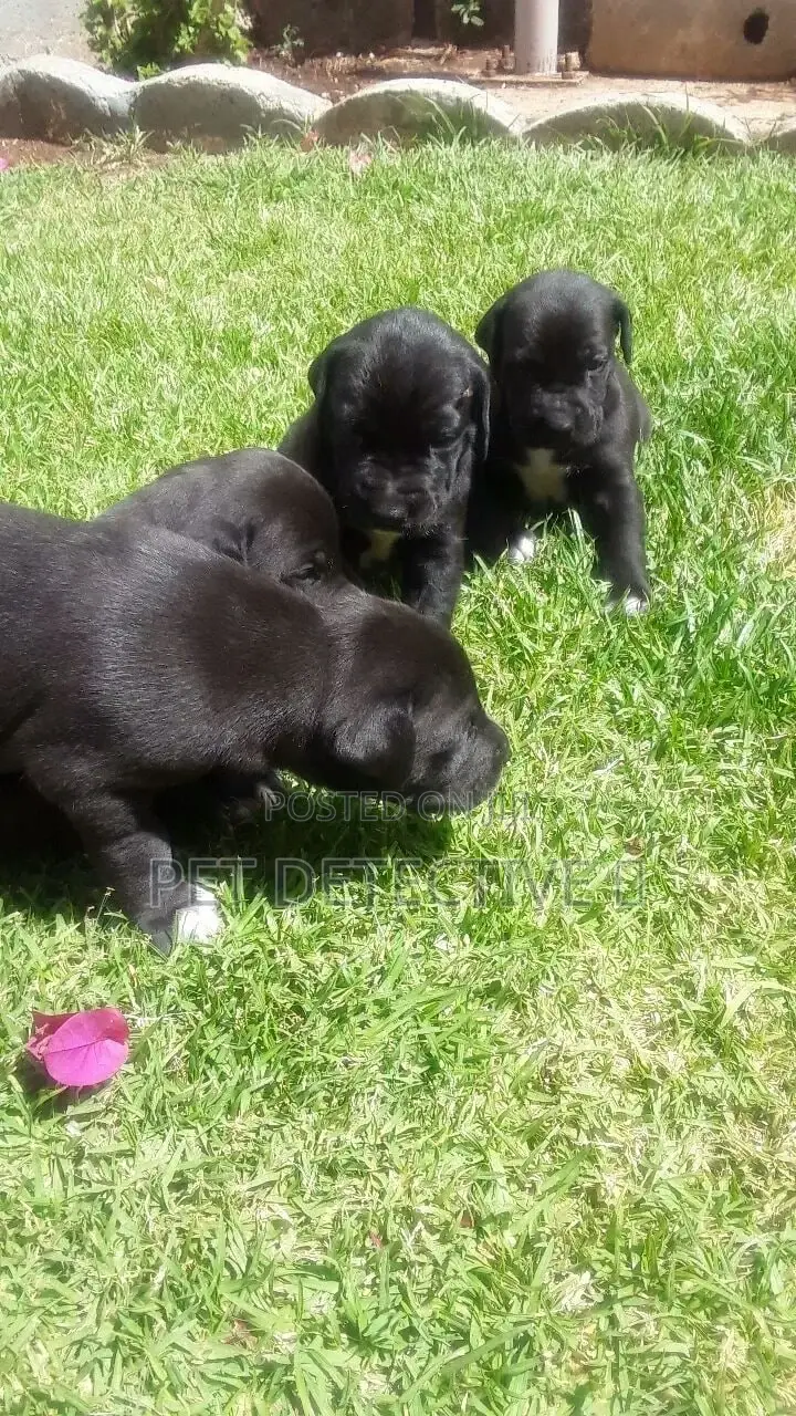 1-3 months Male Purebred American Pit Bull Terrier