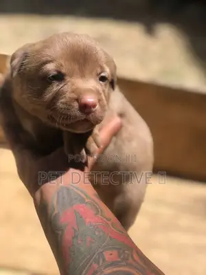 Photo - 1-3 months Female Purebred American Pit Bull Terrier