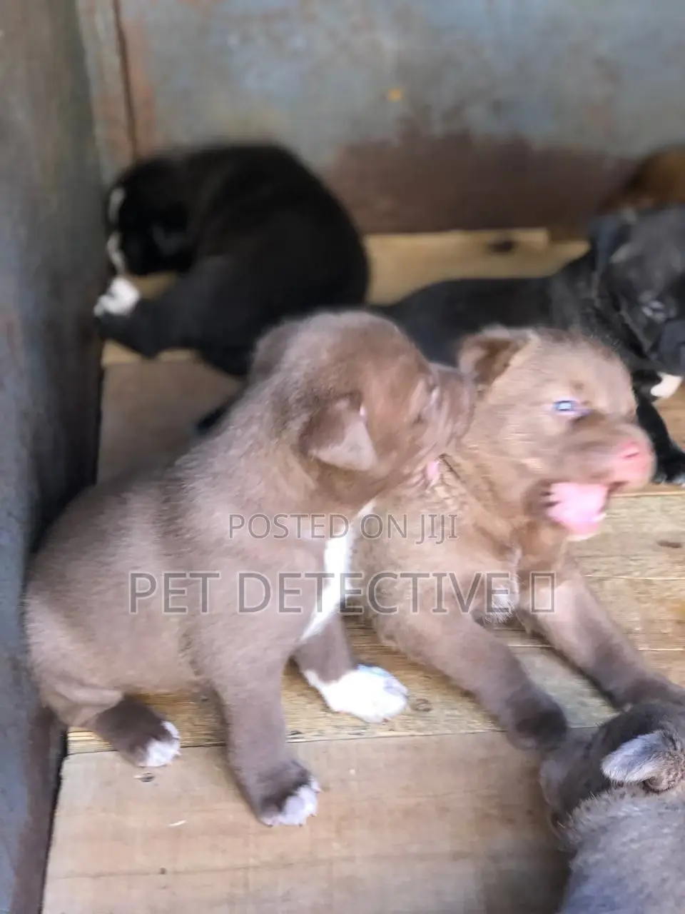 1-3 months Male Purebred American Pit Bull Terrier