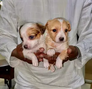 Photo - 1-3 months Male Purebred Maltese