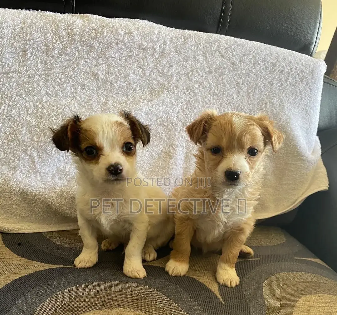 1-3 months Male Purebred Maltese