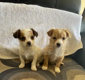 Photo - 1-3 months Male Purebred Maltese