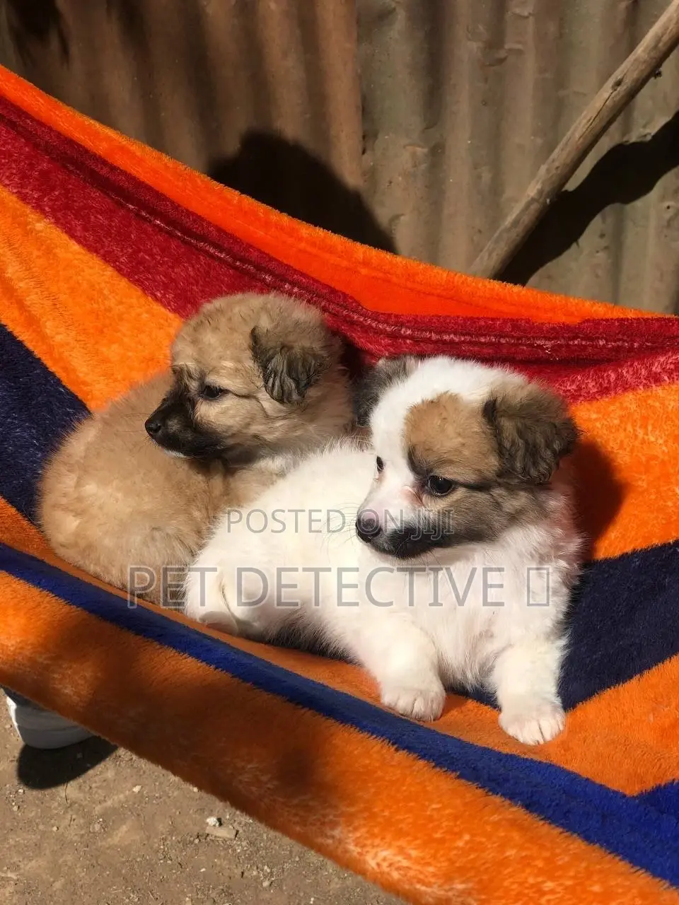 1-3 months Male Purebred Maltese