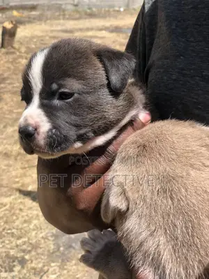 Photo - 1-3 months Male Purebred American Pit Bull Terrier