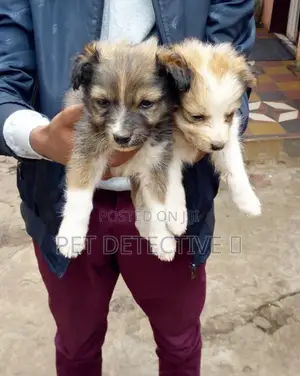 Photo - 1-3 months Female Purebred Maltese