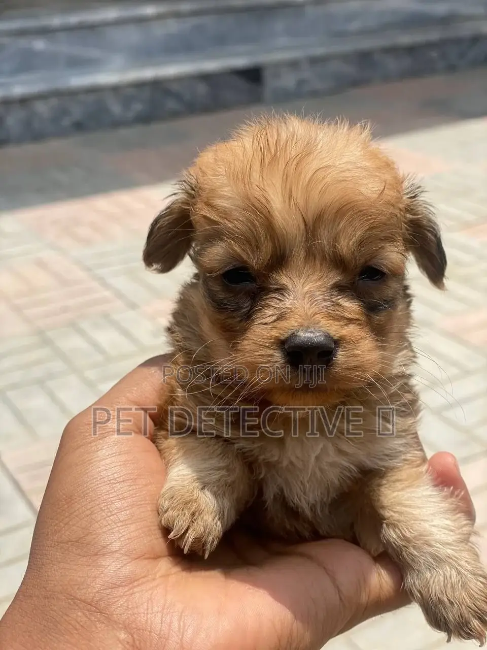 1-3 months Male Purebred Maltese