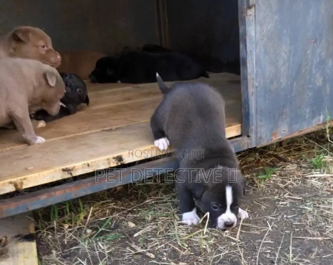 1-3 months Male Purebred American Pit Bull Terrier