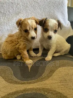 Photo - 1-3 months Female Purebred Maltese