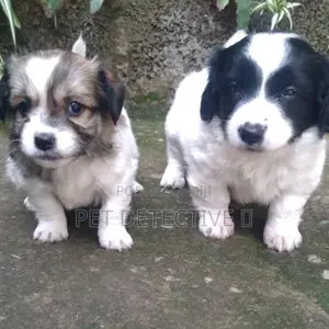 Photo - 1-3 months Male Purebred Maltese