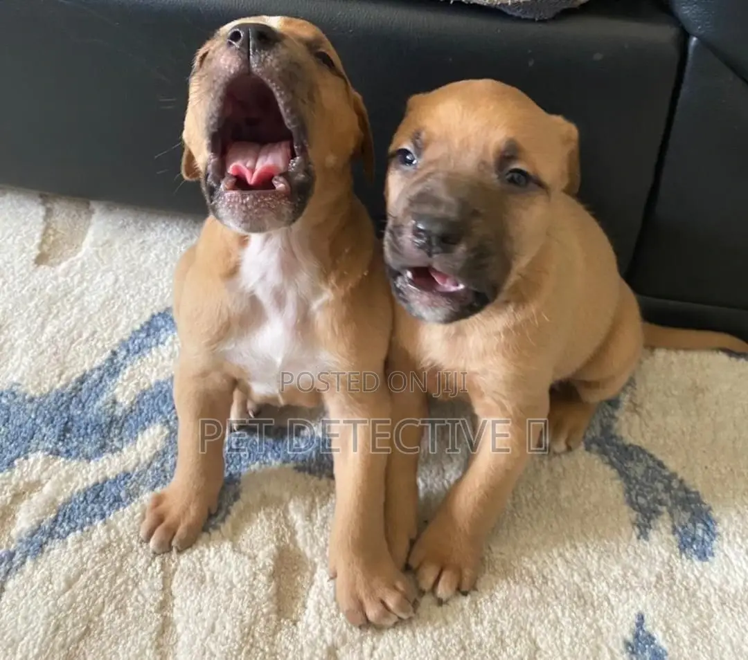 1-3 months Male Purebred American Pit Bull Terrier