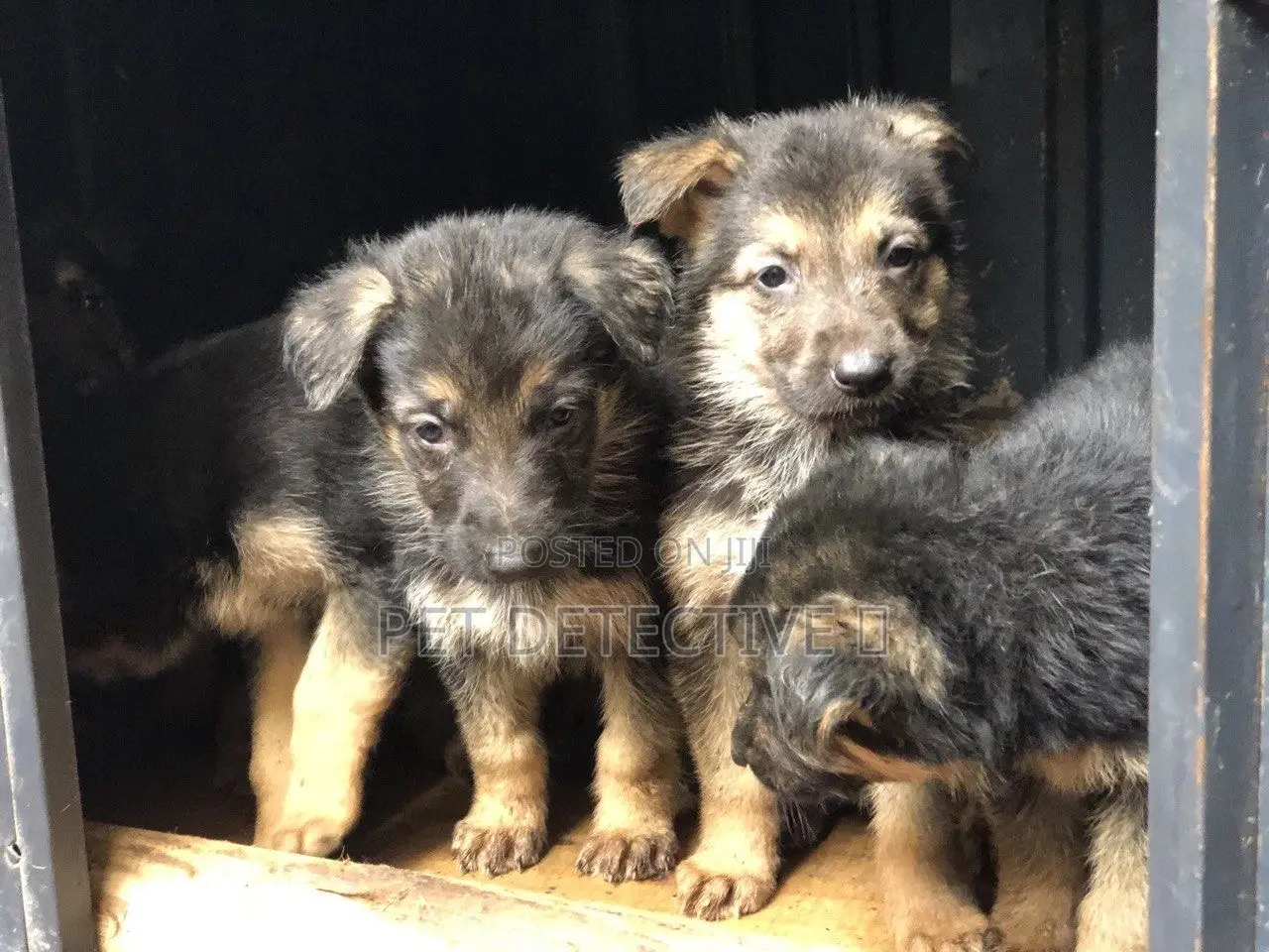 1-3 months Male Purebred German Shepherd