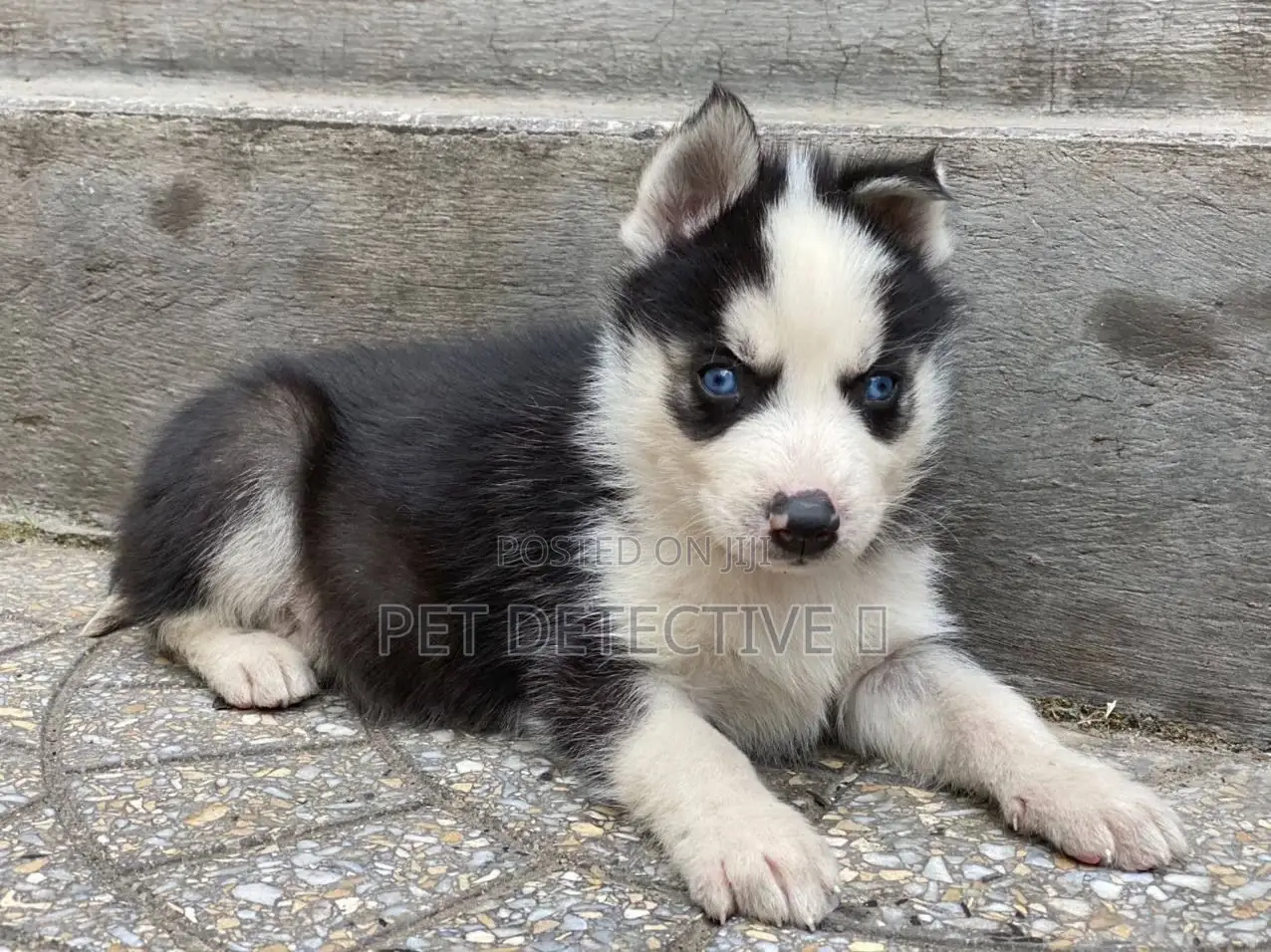 1-3 months Female Purebred Siberian Husky
