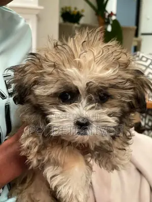 Photo - 1-3 months Female Purebred Maltese