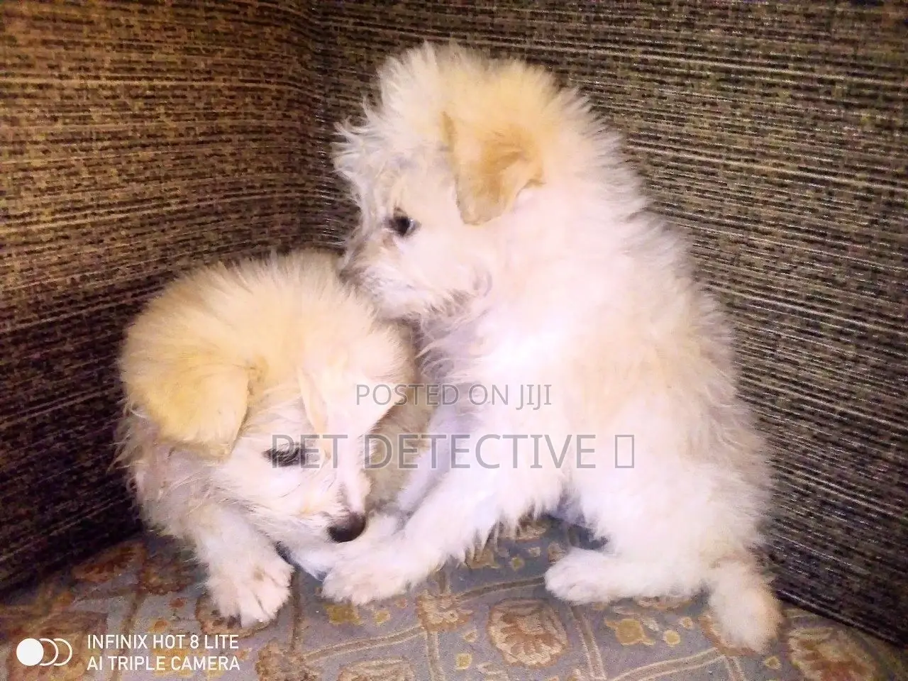 1-3 months Male Purebred Maltese