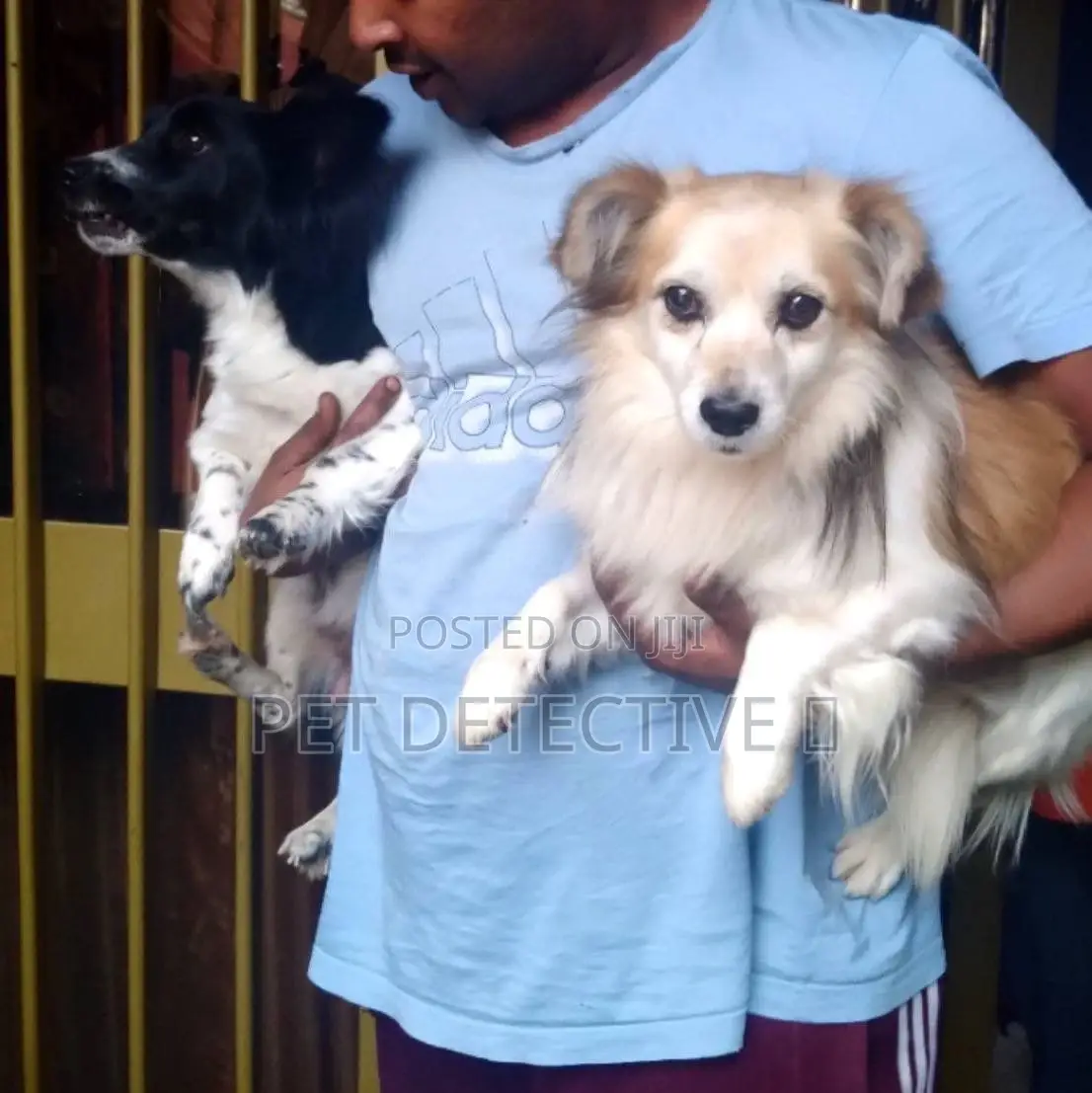 1-3 months Male Purebred Maltese