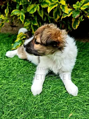 Photo - 1-3 months Male Purebred Maltese