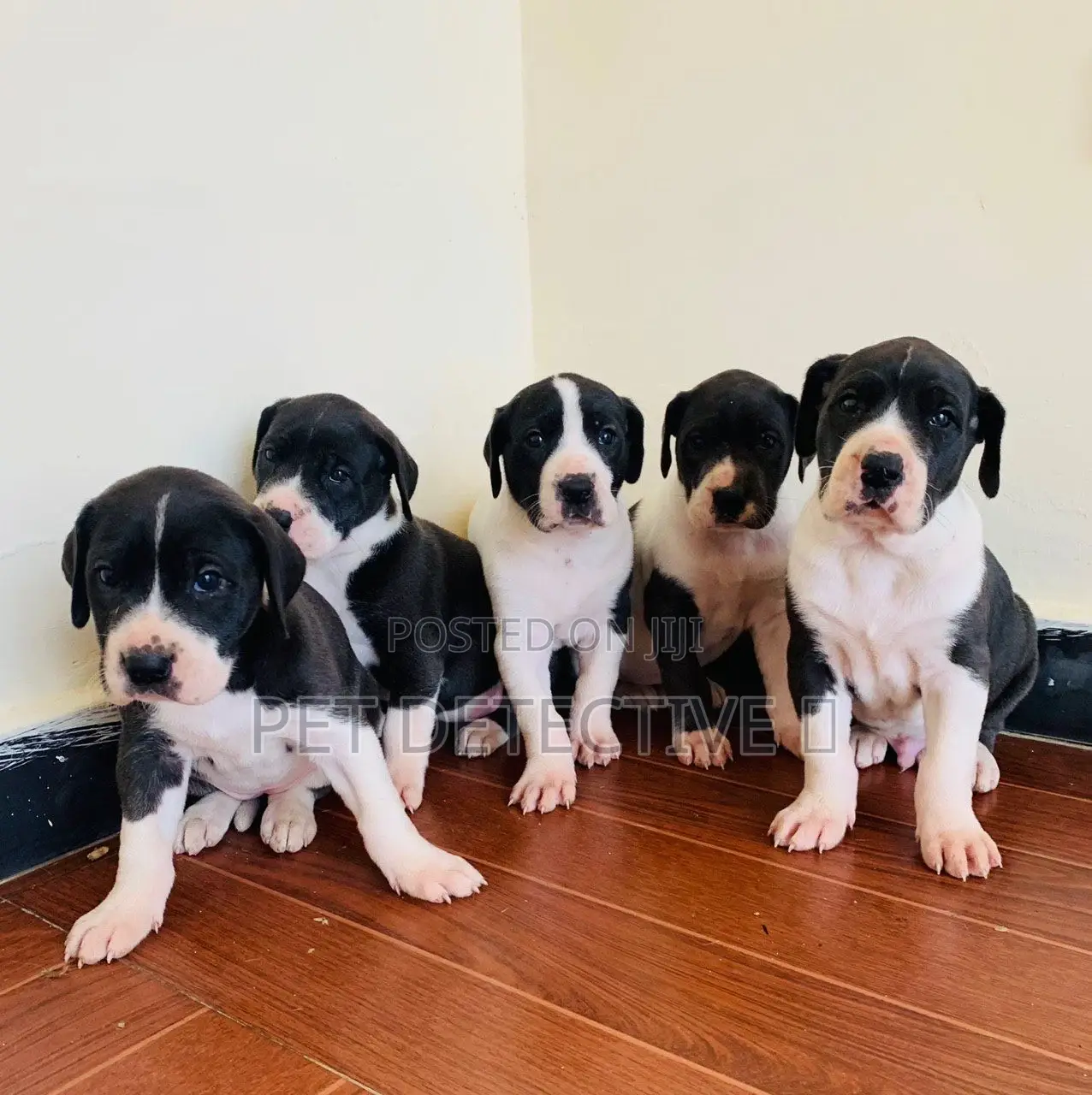 1-3 months Male Purebred Great Dane