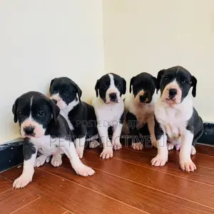 Photo - 1-3 months Male Purebred Great Dane