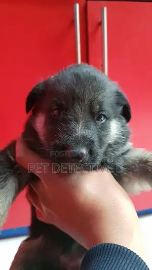 Photo - 1-3 months Male Purebred German Shepherd