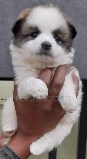 Photo - 1-3 months Male Purebred Maltese