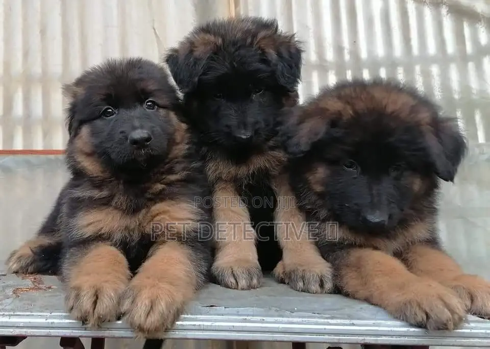 1-3 months Male Purebred German Shepherd