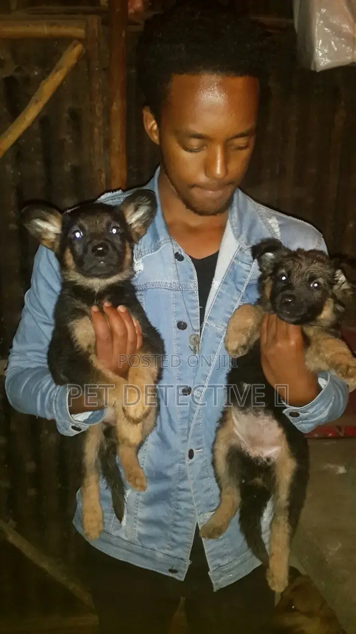 1-3 months Male Purebred German Shepherd