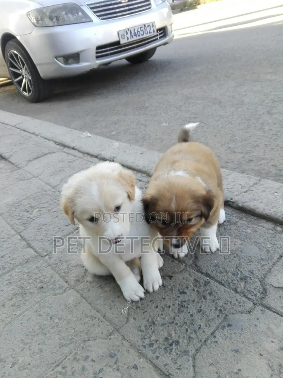 1-3 months Male Purebred Maltese