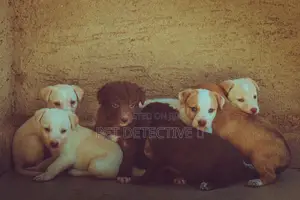 Photo - 1-3 months Male Purebred Maltese