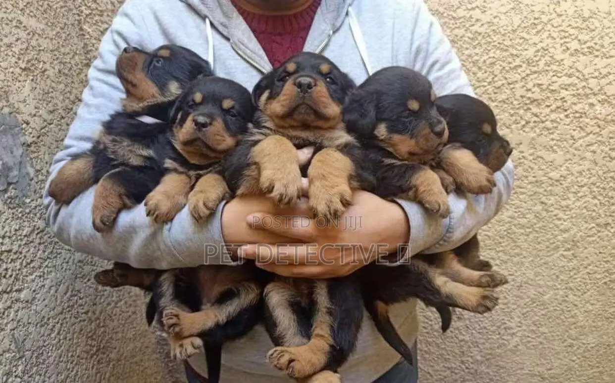 1-3 months Male Purebred Rottweiler