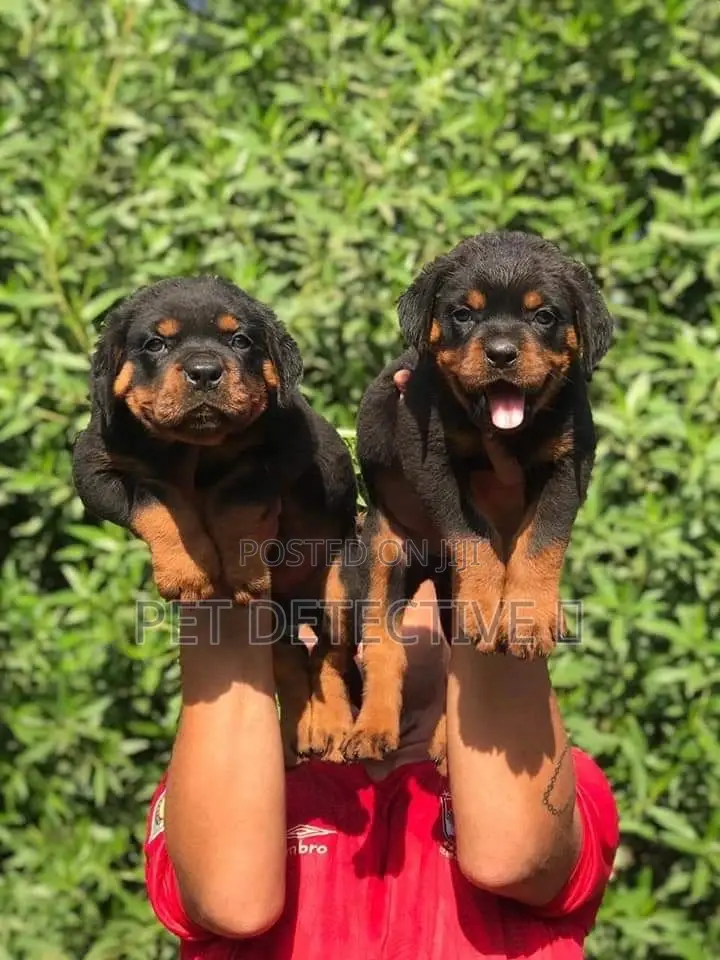 1-3 months Male Purebred Rottweiler