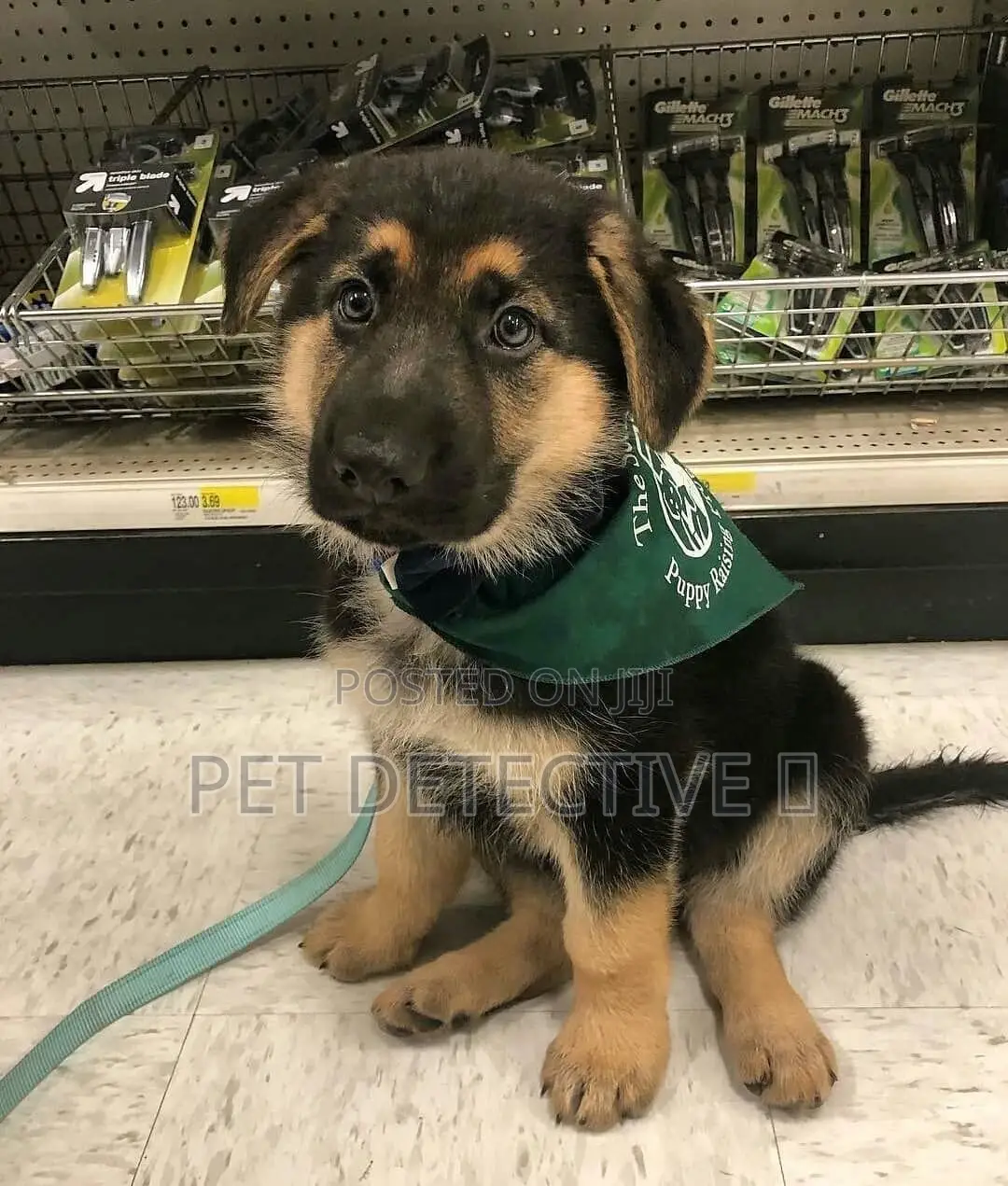 1-3 months Male Purebred German Shepherd