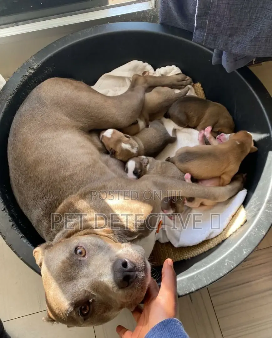 1-3 months Female Purebred American Pit Bull Terrier