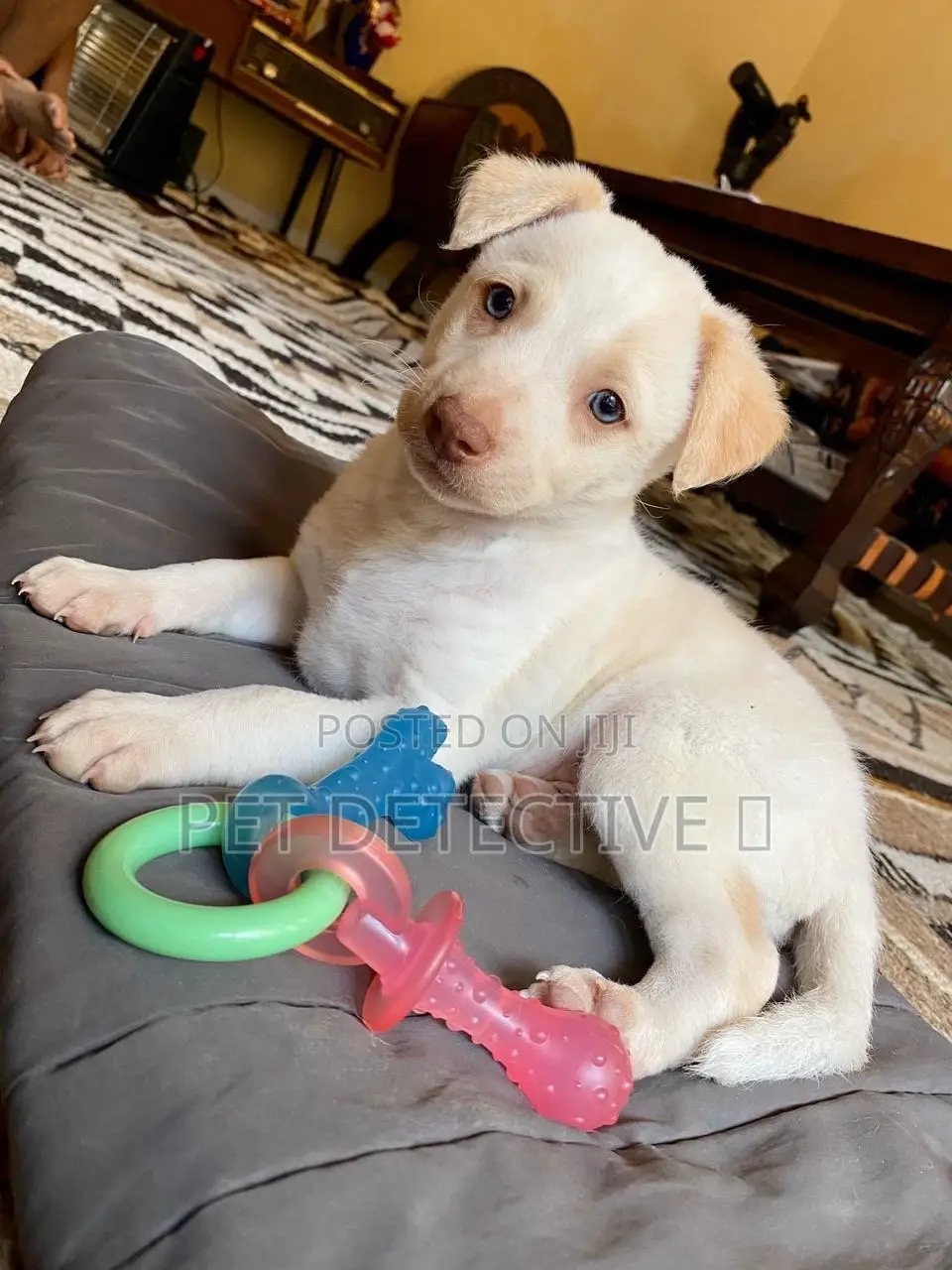 1-3 months Male Purebred Maltese