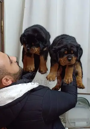 Photo - 1-3 months Female Purebred Rottweiler