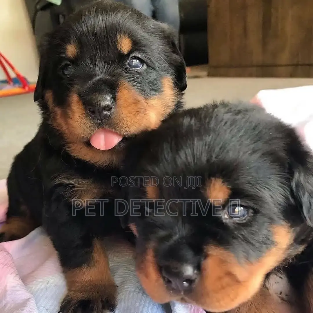 1-3 months Male Purebred Rottweiler