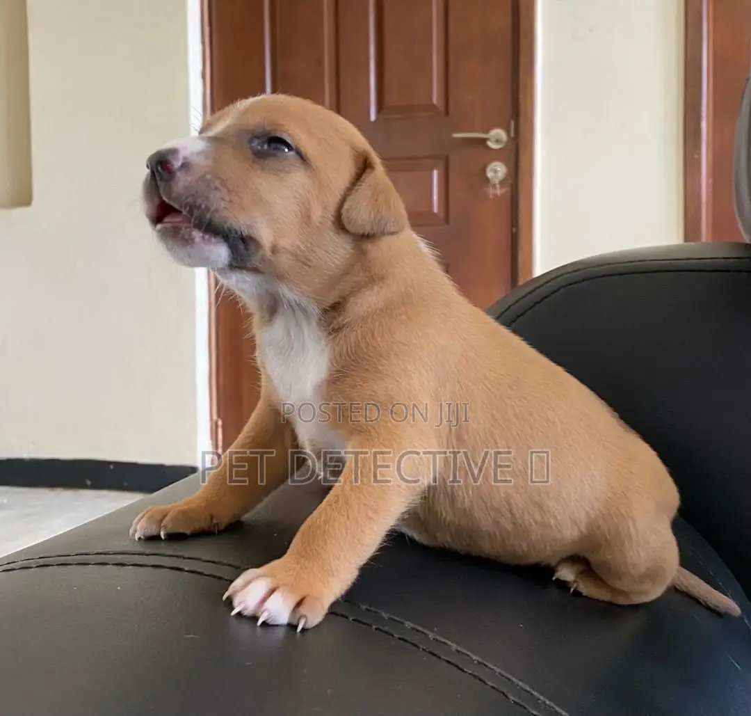 1-3 months Male Purebred American Pit Bull Terrier