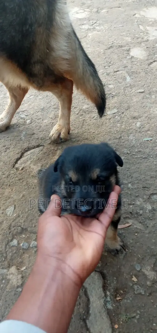 1-3 months Male Purebred German Shepherd