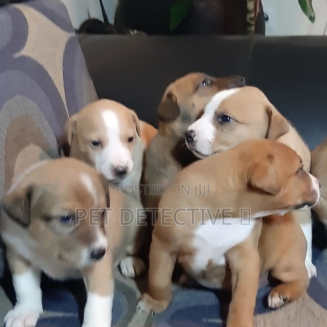 1-3 months Male Purebred American Pit Bull Terrier