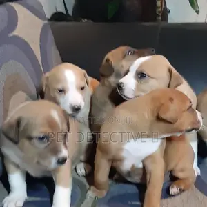 Photo - 1-3 months Male Purebred American Pit Bull Terrier