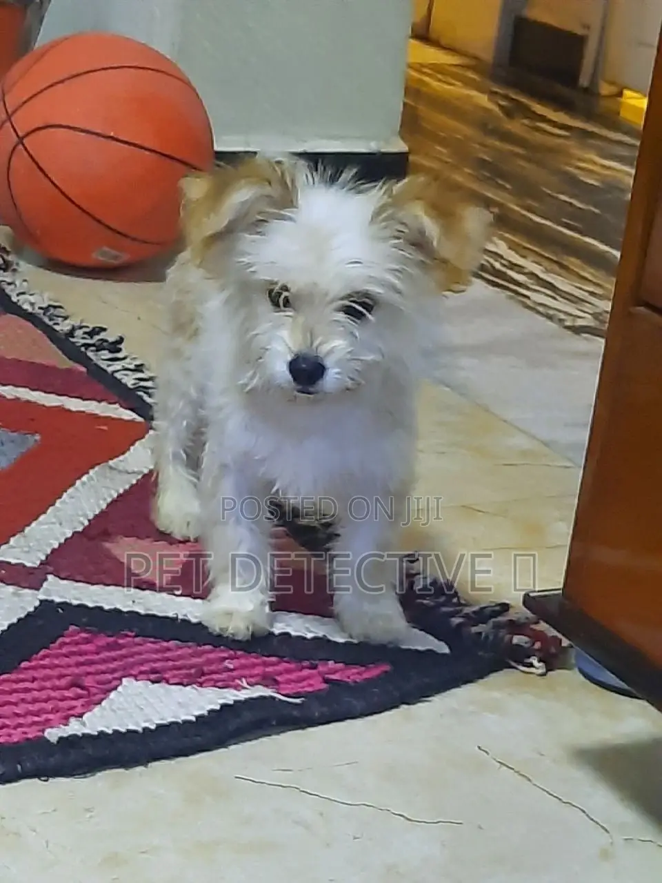 1-3 months Male Purebred Maltese