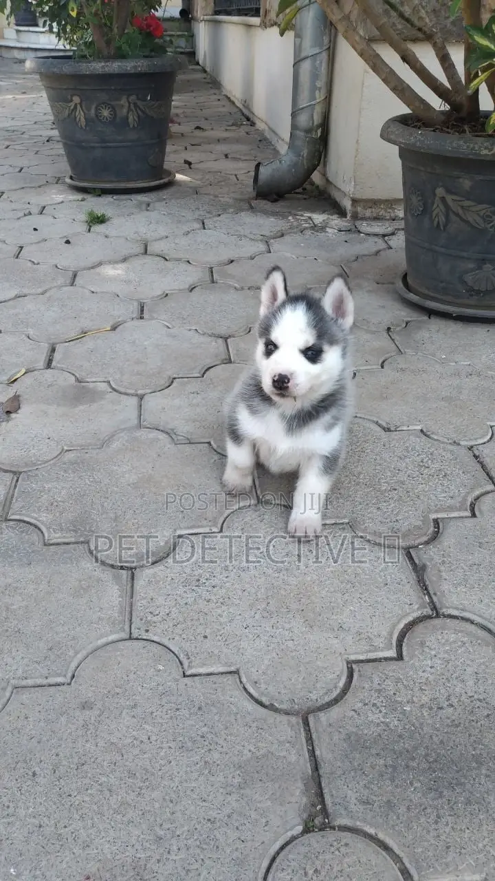 1-3 months Male Purebred Siberian Husky