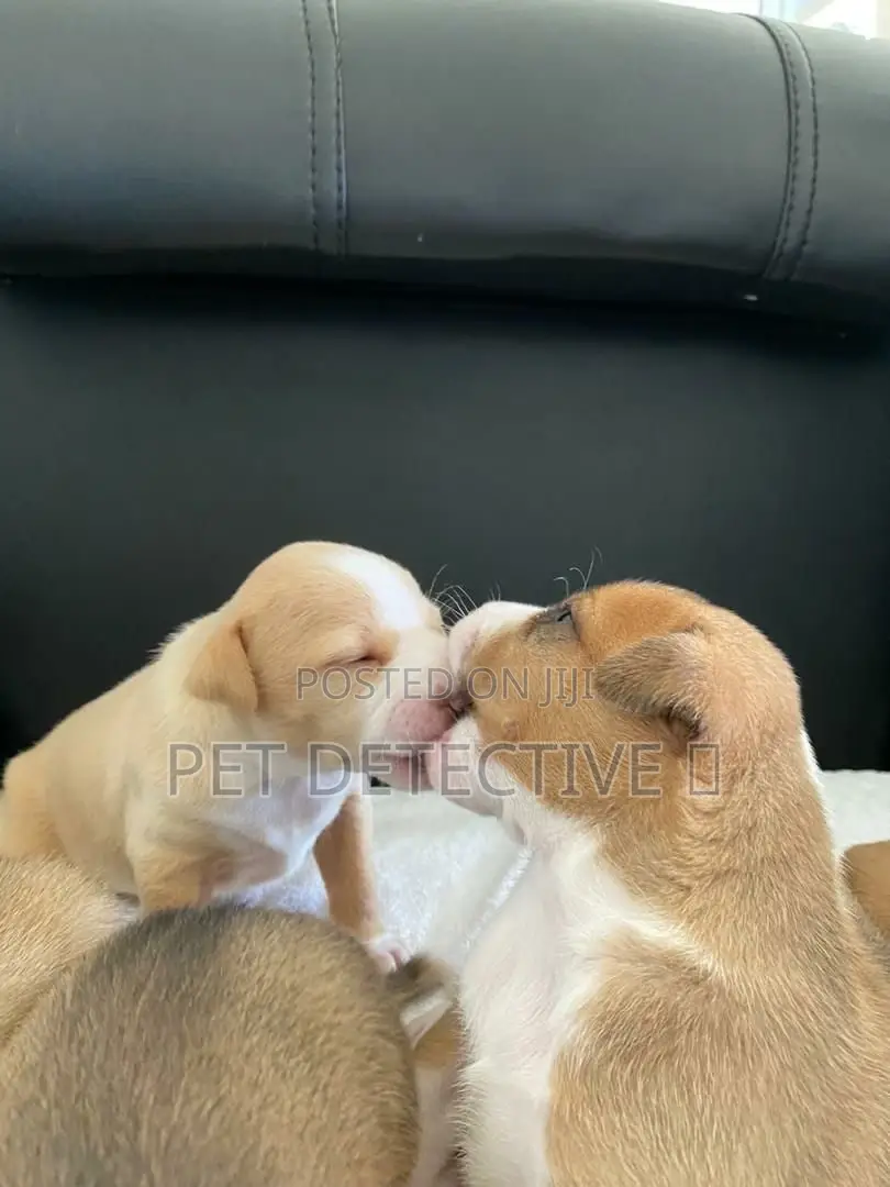 1-3 months Male Purebred American Pit Bull Terrier