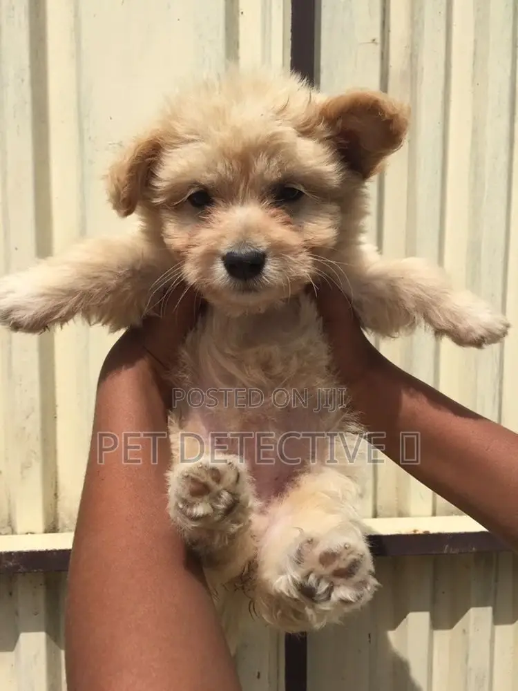 1-3 months Male Purebred Maltese