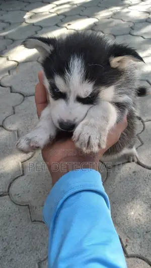Photo - 1-3 months Male Purebred Siberian Husky