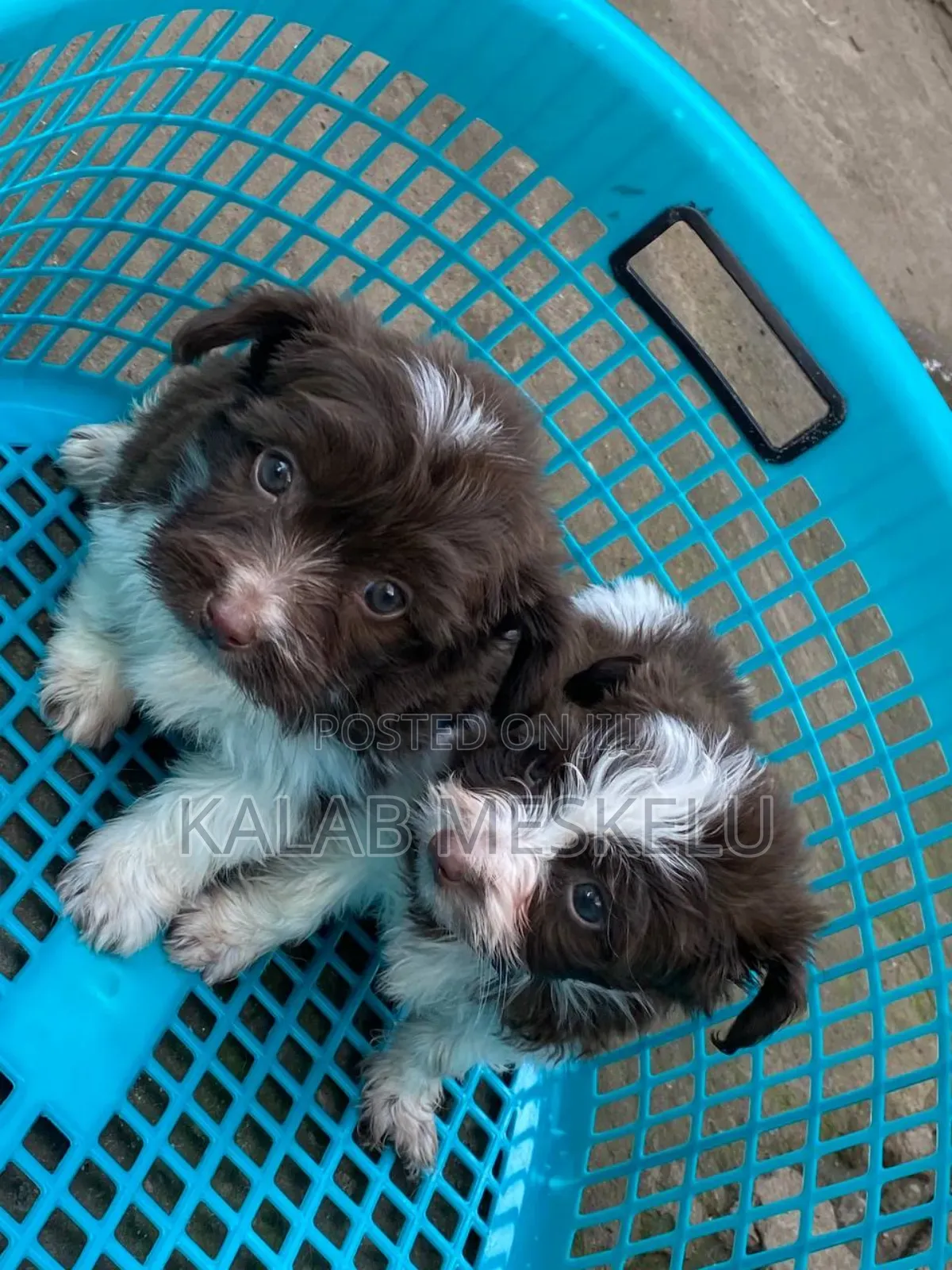 1-3 months Male Purebred Maltese