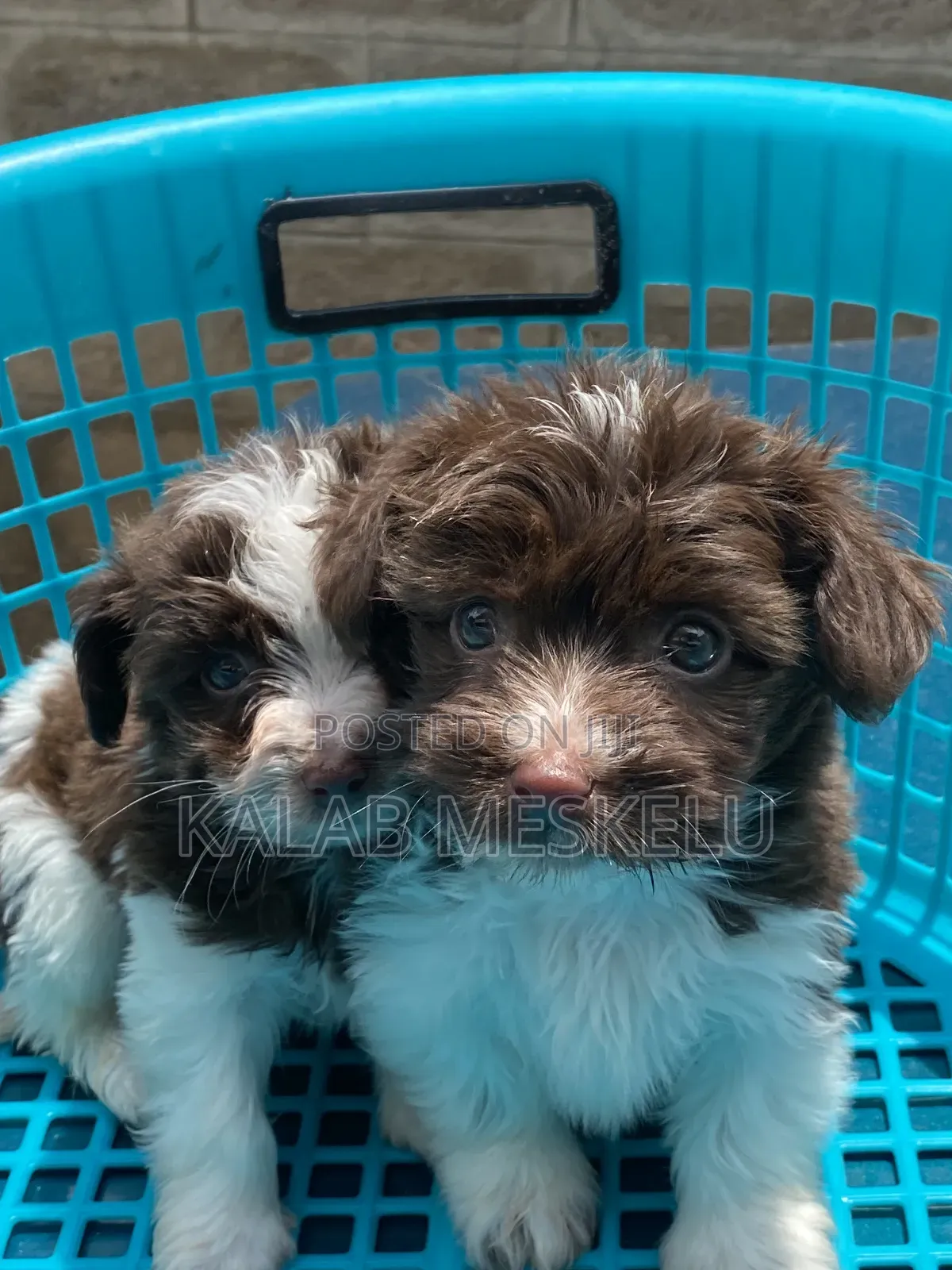 1-3 months Male Purebred Shih Tzu