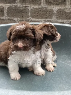 1-3 months Male Purebred Shih Tzu