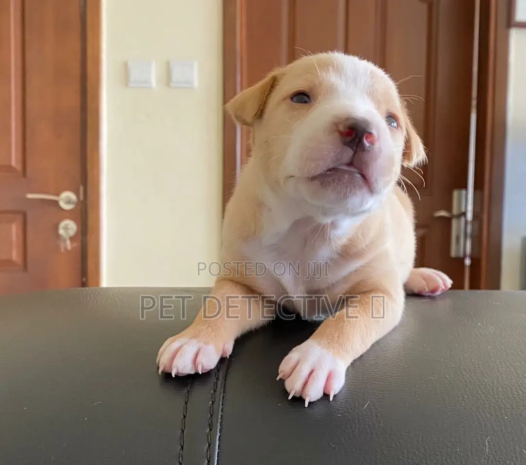 1-3 months Male Purebred American Pit Bull Terrier